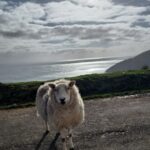 sheep on road, overlooking sea in Achill