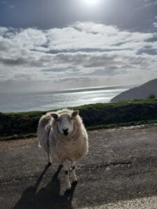 sheep on road, overlooking sea in Achill