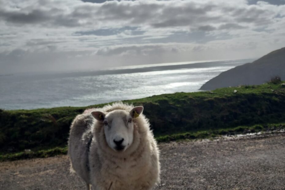 sheep on road, overlooking sea in Achill